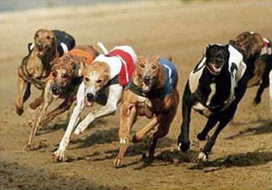 Nottingham Greyhound Stadium
